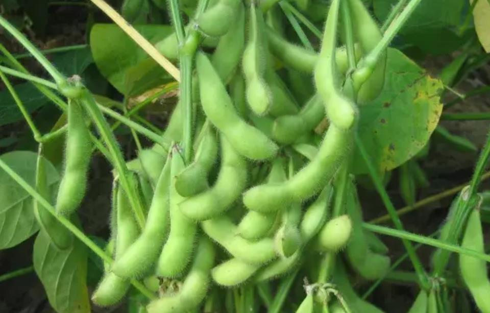 亚洲卡1卡二卡三大豆行情亚洲三大豆行情分析
