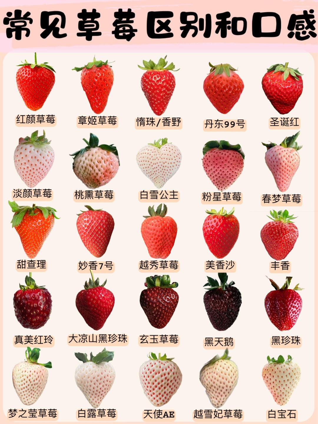 蜜丝婷大草莓和小草莓对比蜜丝婷大草莓和小草莓对比
