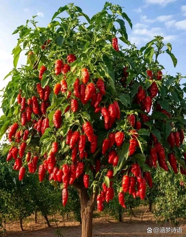 校花张开腿让我任意发挥小说校花张开腿，我任意发挥