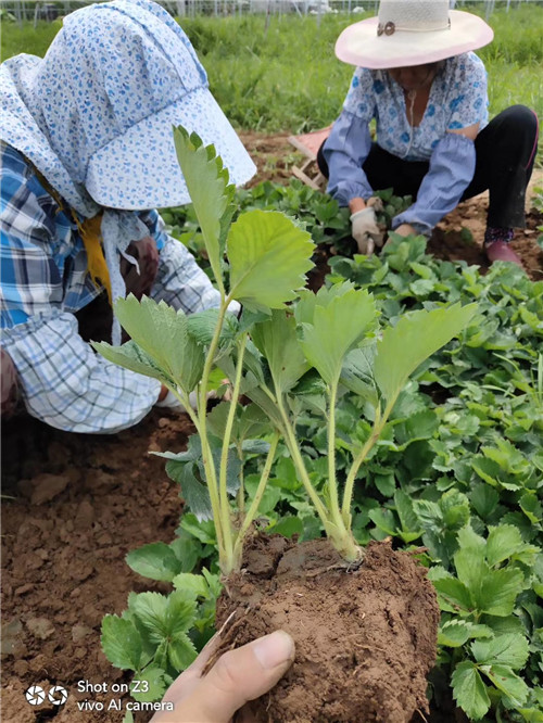 草莓污污视频草莓污污视频，色情泛滥的阴影