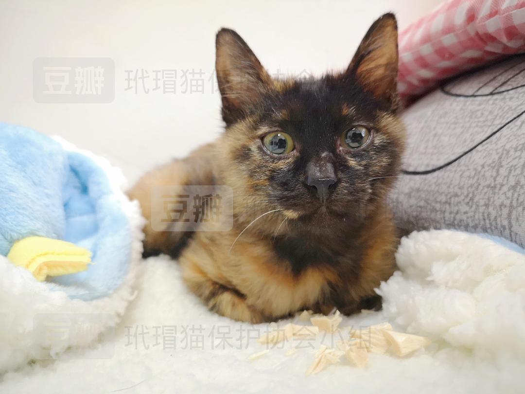 6 17秀逗美眉6、17秀逗美眉，青春的魔法与成长的故事
