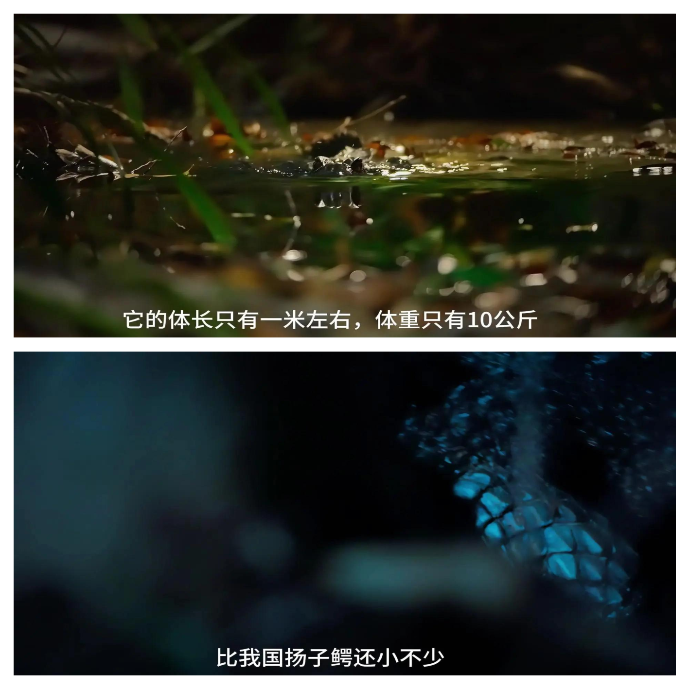 侏儒的探索与发现