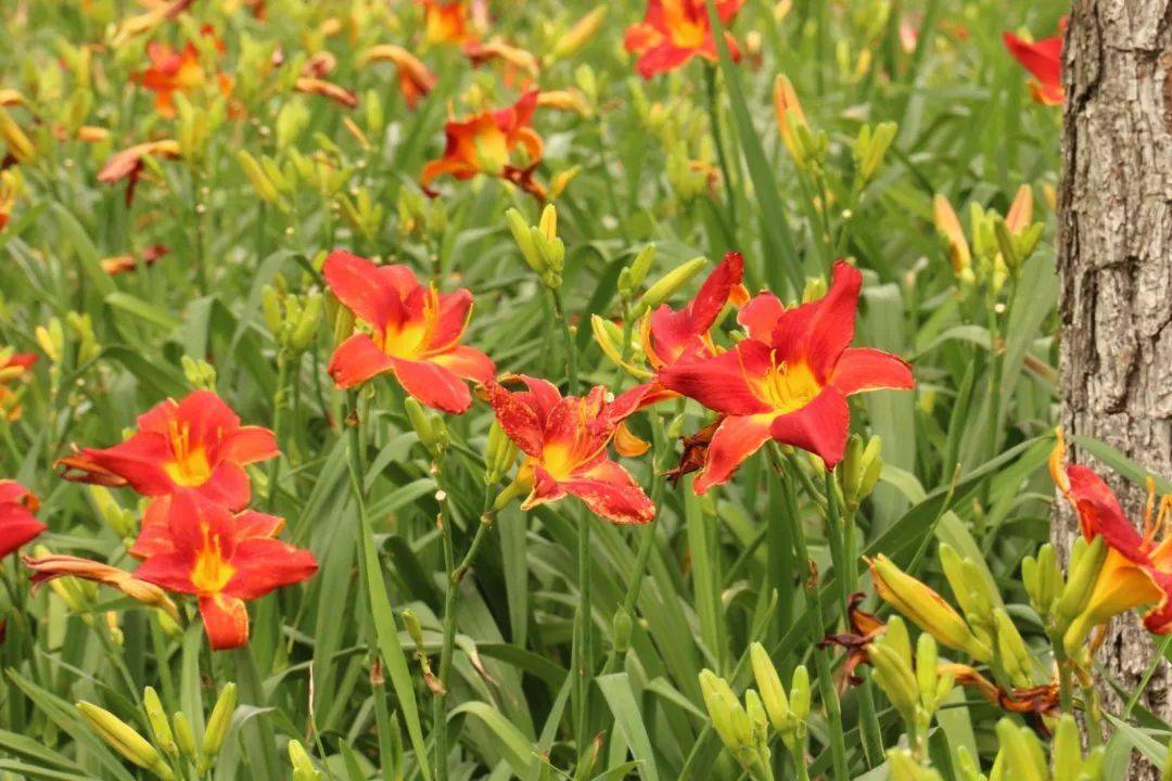 忘忧草在线播放WWW芒果忘忧草在线播放，芒果之下的心灵慰藉-第2张图片