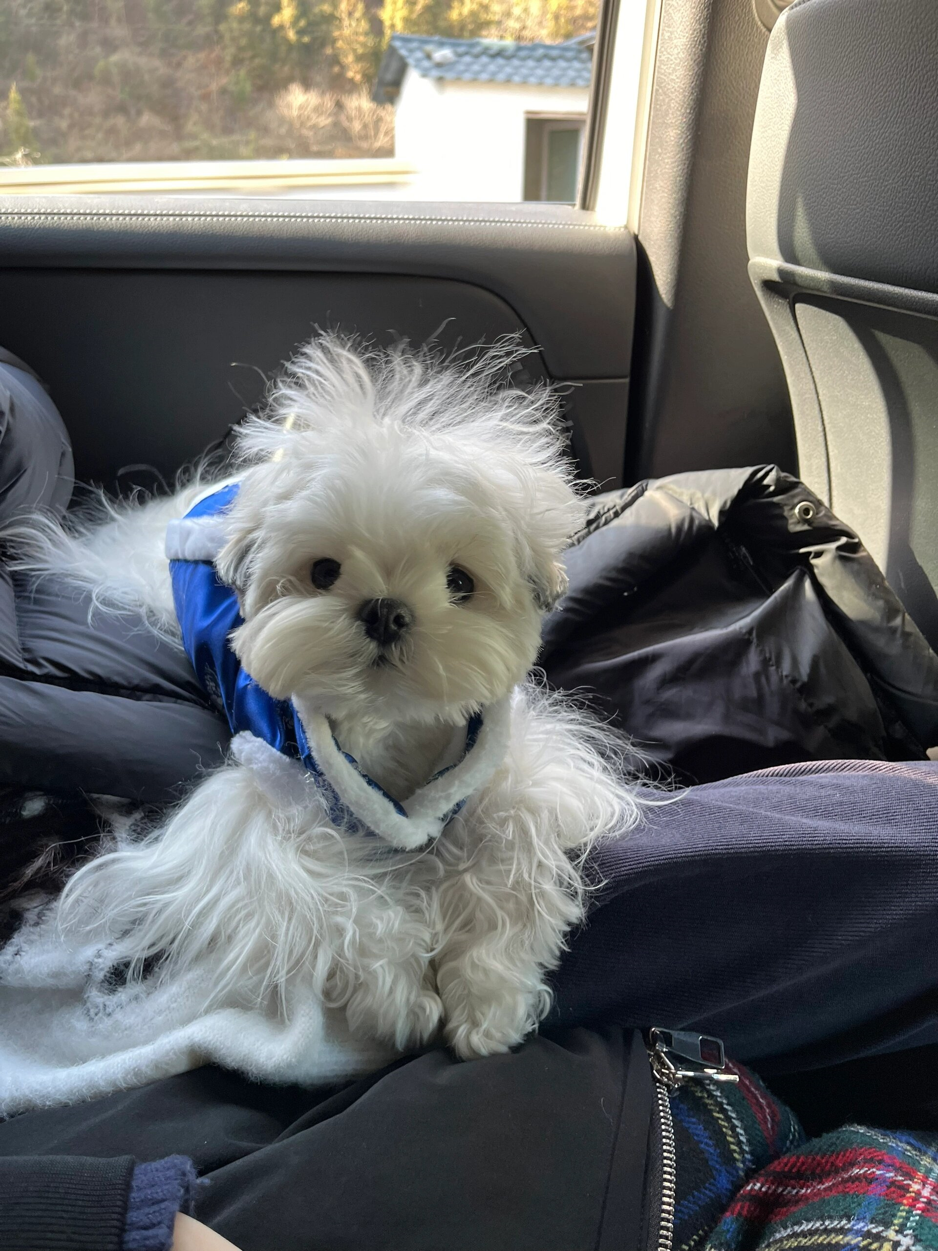 狗狗真粗大，充实生活