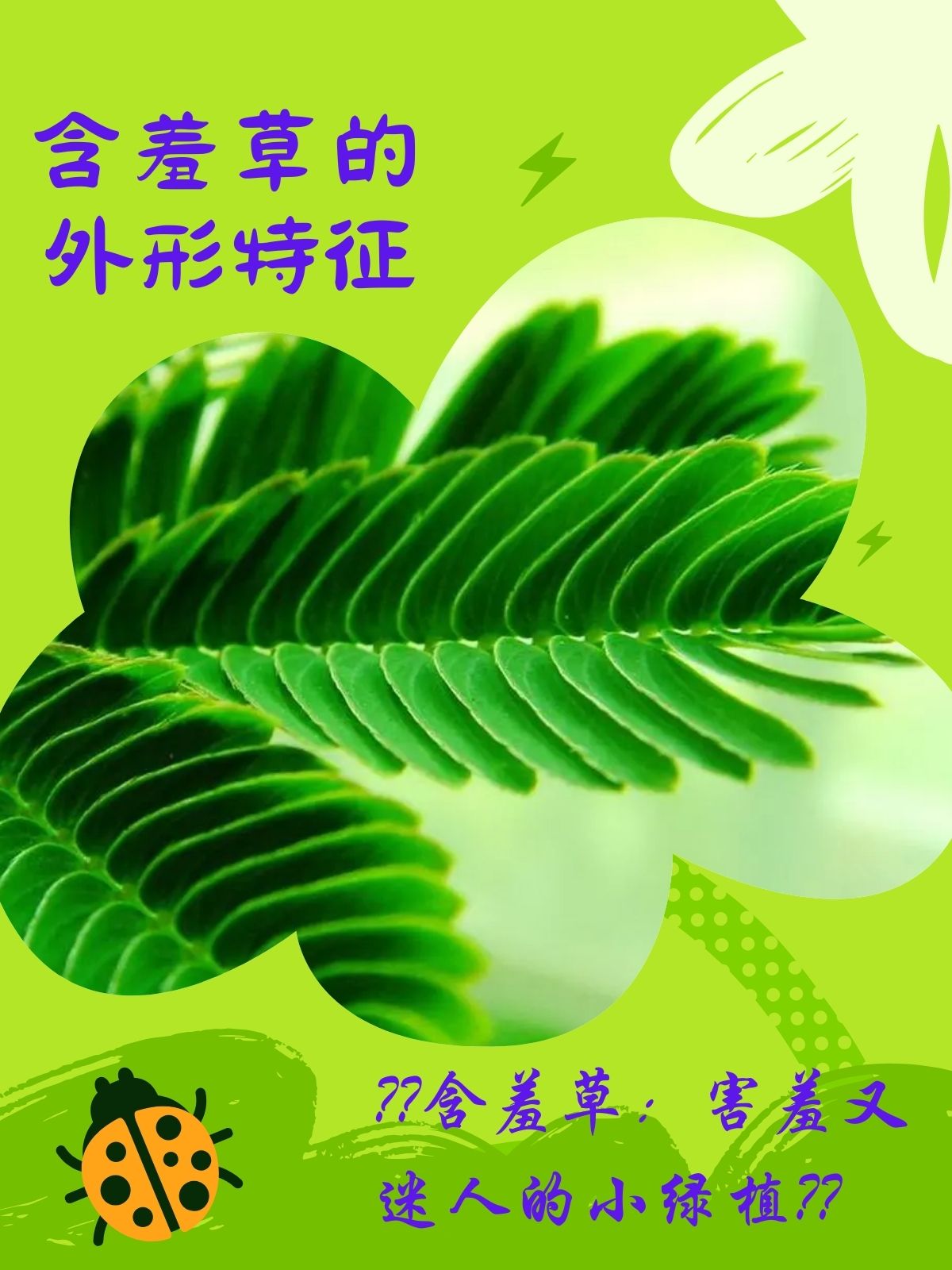 含羞草完整视频在线播放含羞草完整视频在线播放-第3张图片