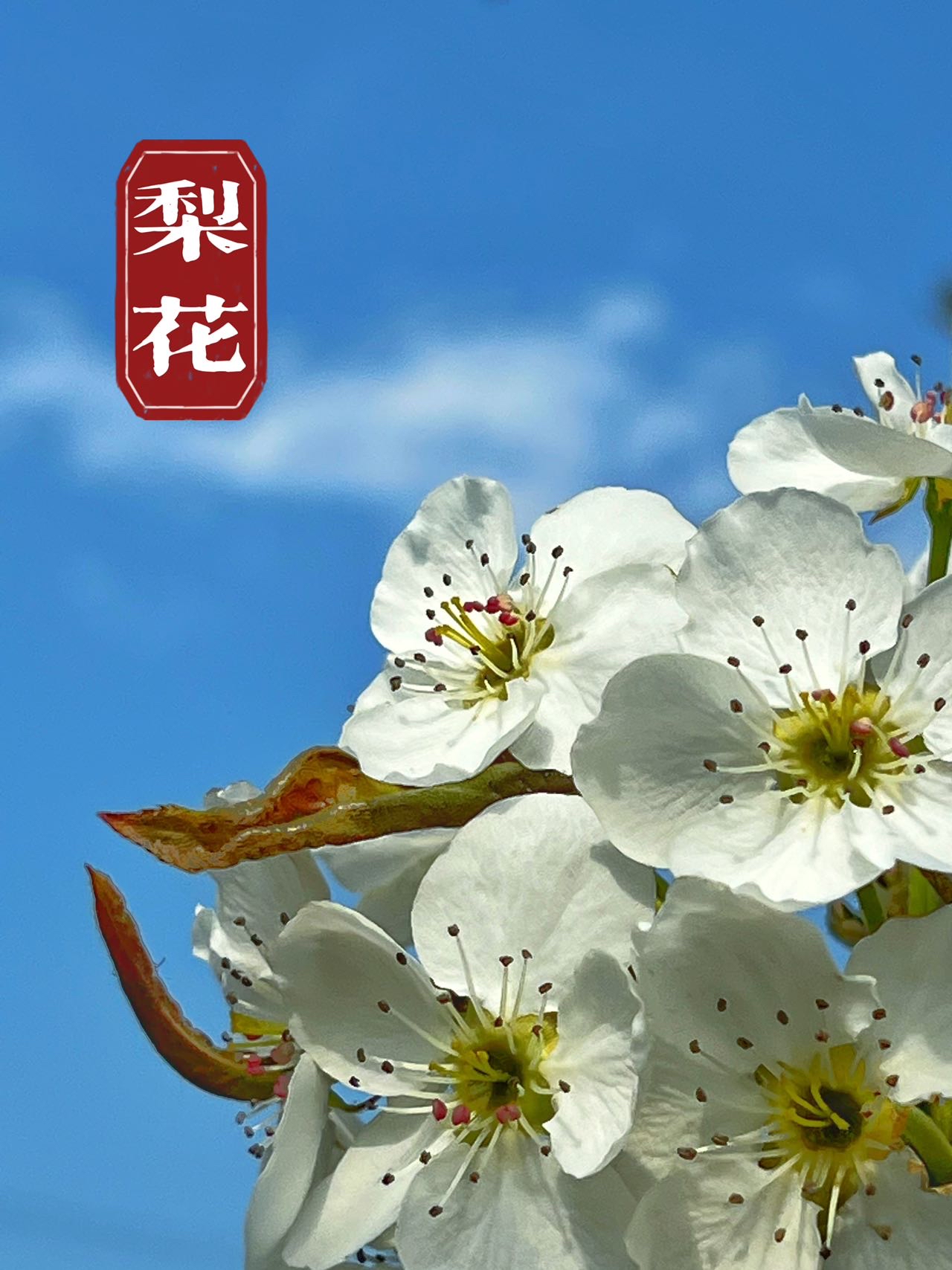丁香五月情-第1张图片