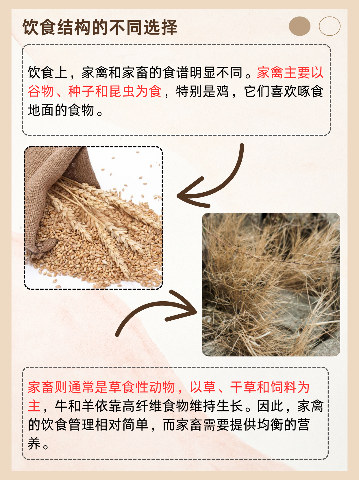 人与畜禽人与禽ZOZO性伦，探讨人类与禽鸟之间的性伦理