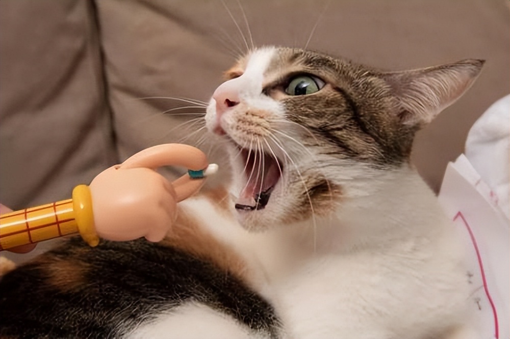 猫咪永久域名收藏地址猫咪永久域名收藏地址