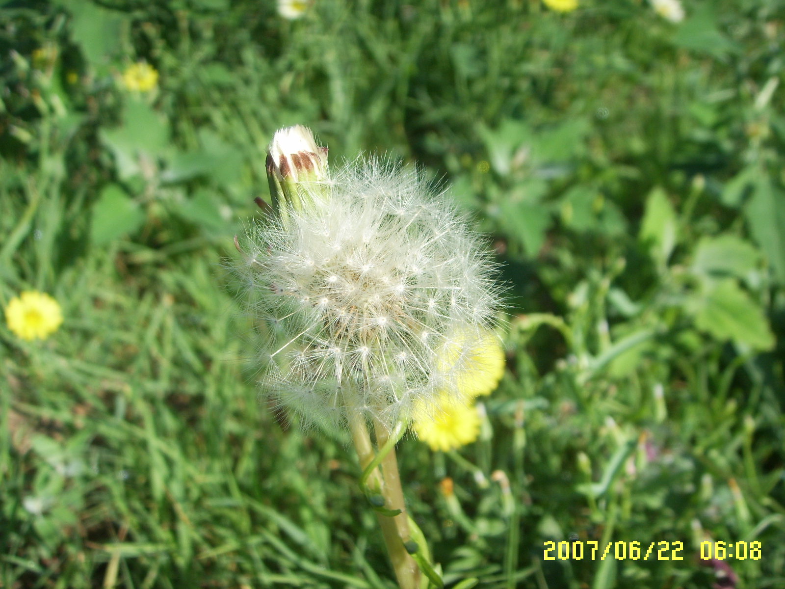 野花社区免费观看在线观看