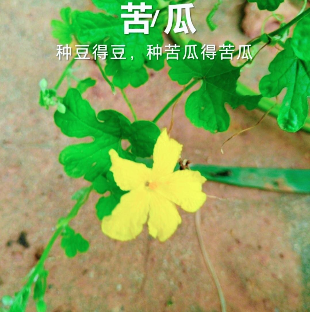 苦瓜网，探索苦瓜的魅力与价值