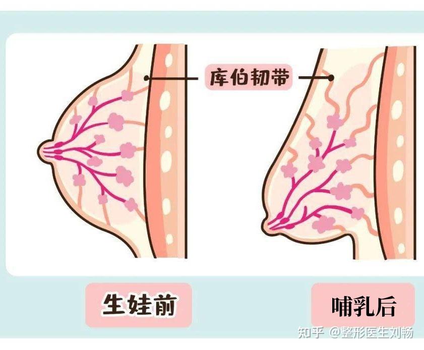 丰胸与哺乳，标清电视的魅力与启示-第2张图片