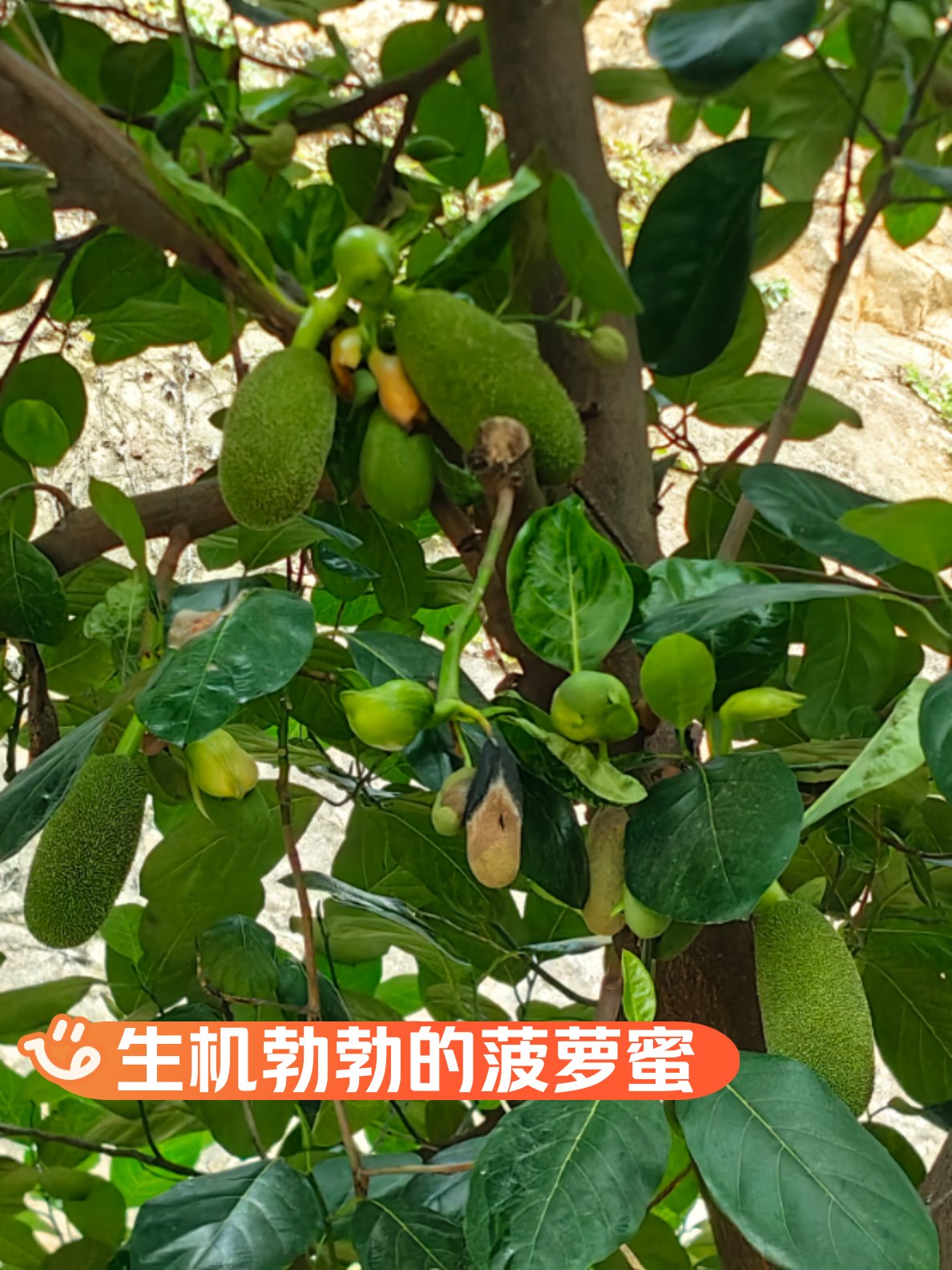 菠萝菠萝蜜免费播放高清菠萝菠萝蜜免费播放高清