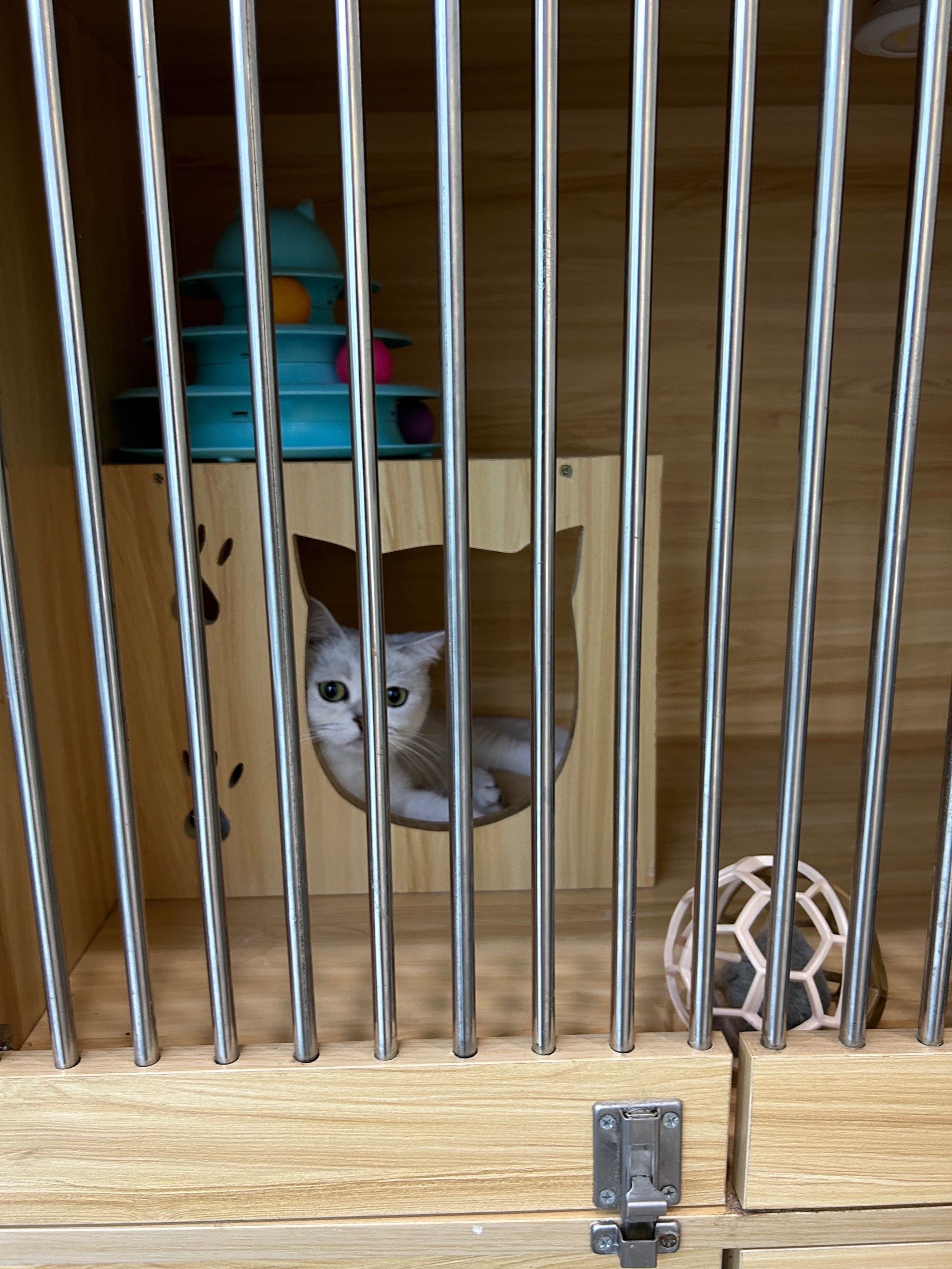 猫咪社区线上猫咪社区免费视频在线观看-第2张图片