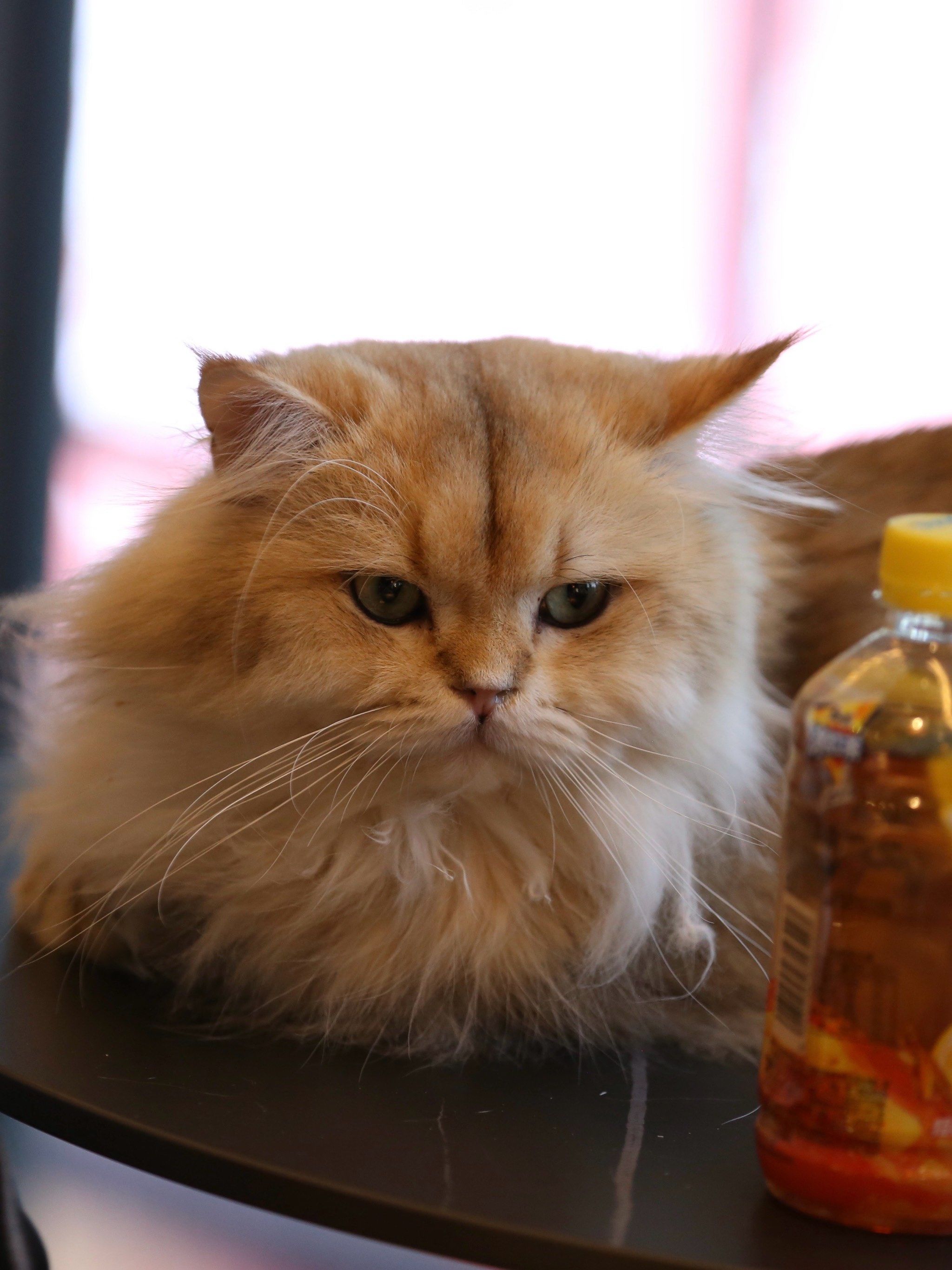 猫咪最新破解版下载app猫咪最新破解版下载，解锁神秘魔法-第2张图片