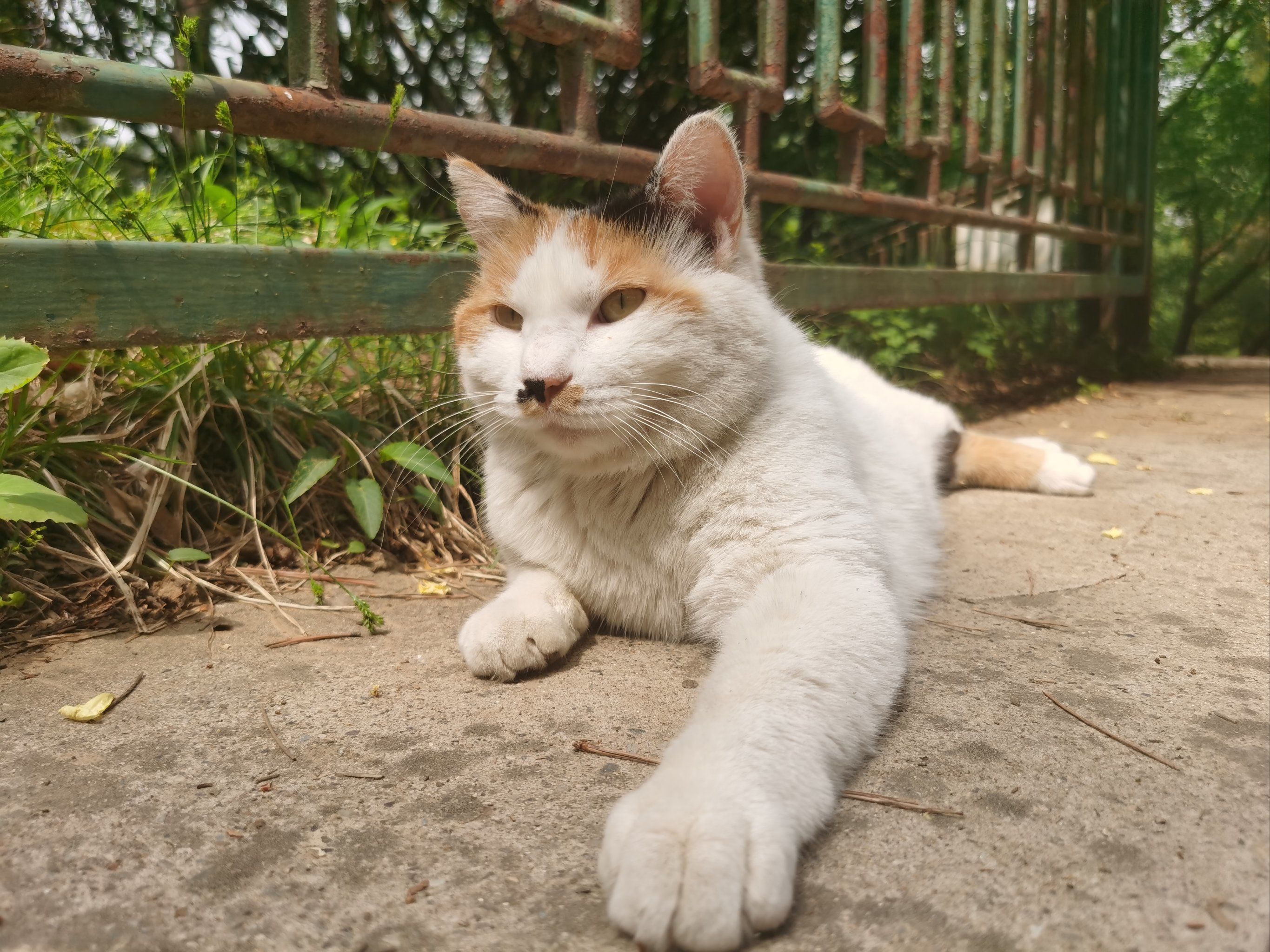 街猫是干嘛的街猫的生活与魅力-第2张图片