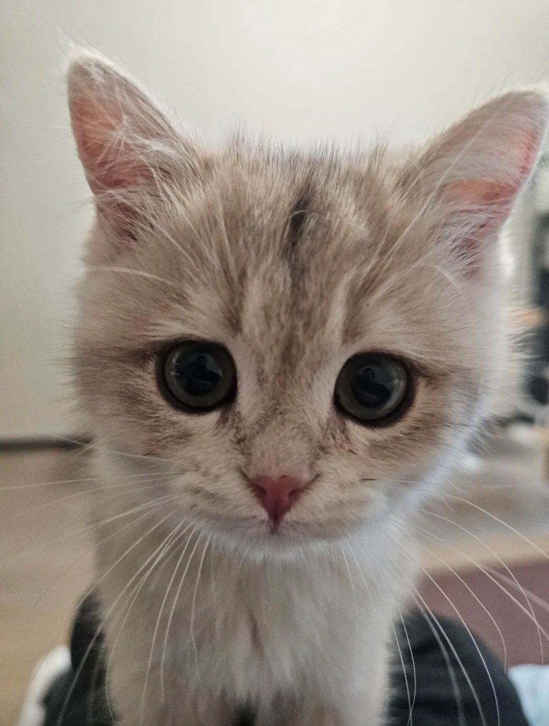 猫小魅猫小魅，神秘而可爱的猫咪
