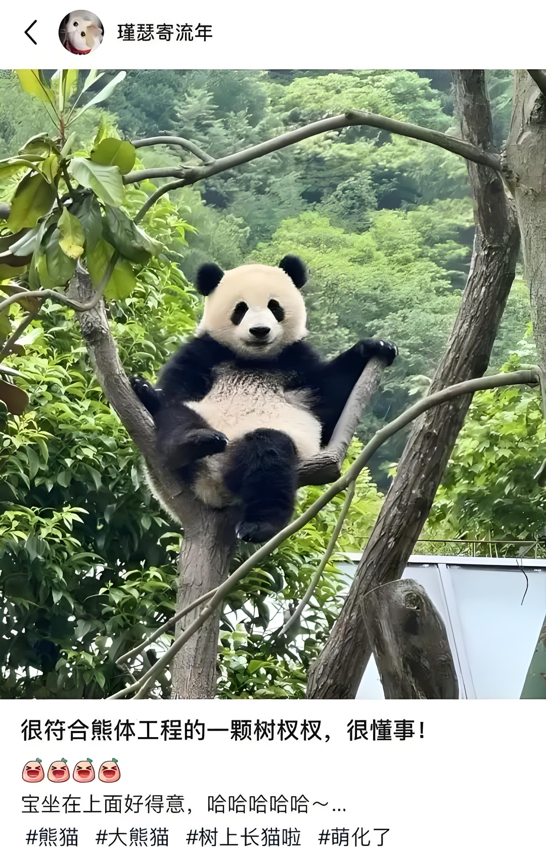 大熊猫捡到游客的伞还给撑开了8大熊猫捡到游客的伞还给撑开了
