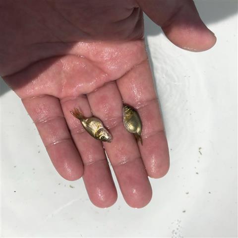 白寿是多少岁白寿是多少岁？-第2张图片