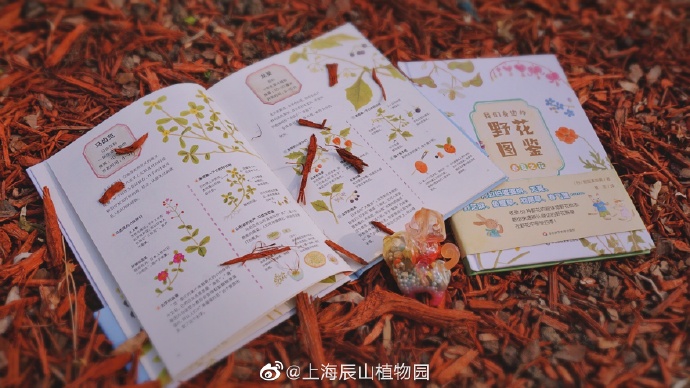 植物精灵攻略图文植物精灵攻略