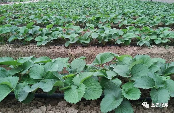 草莓视频深草莓视频深度解析