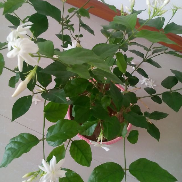 播放樱花草樱花草WWW日本在线观看-第2张图片
