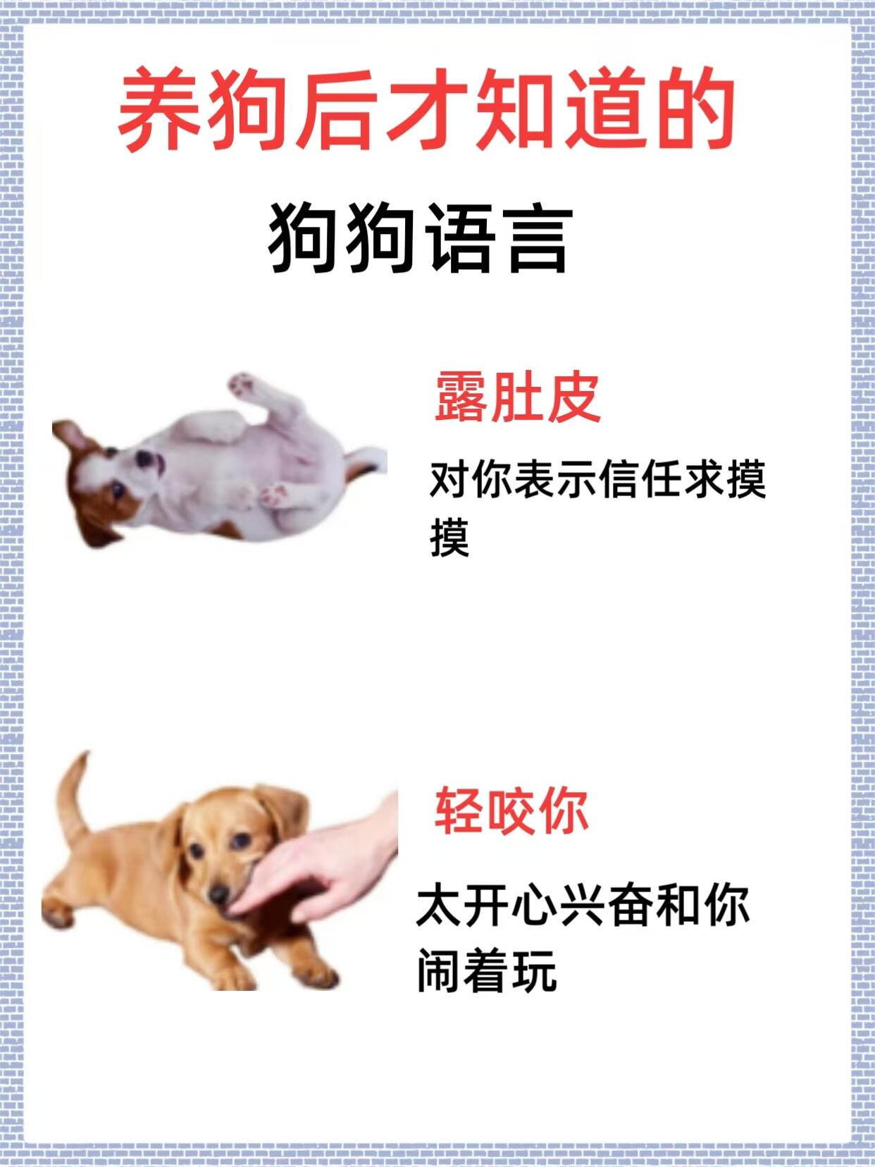 狗配人怎样配一个人狗配人，如何配一个人