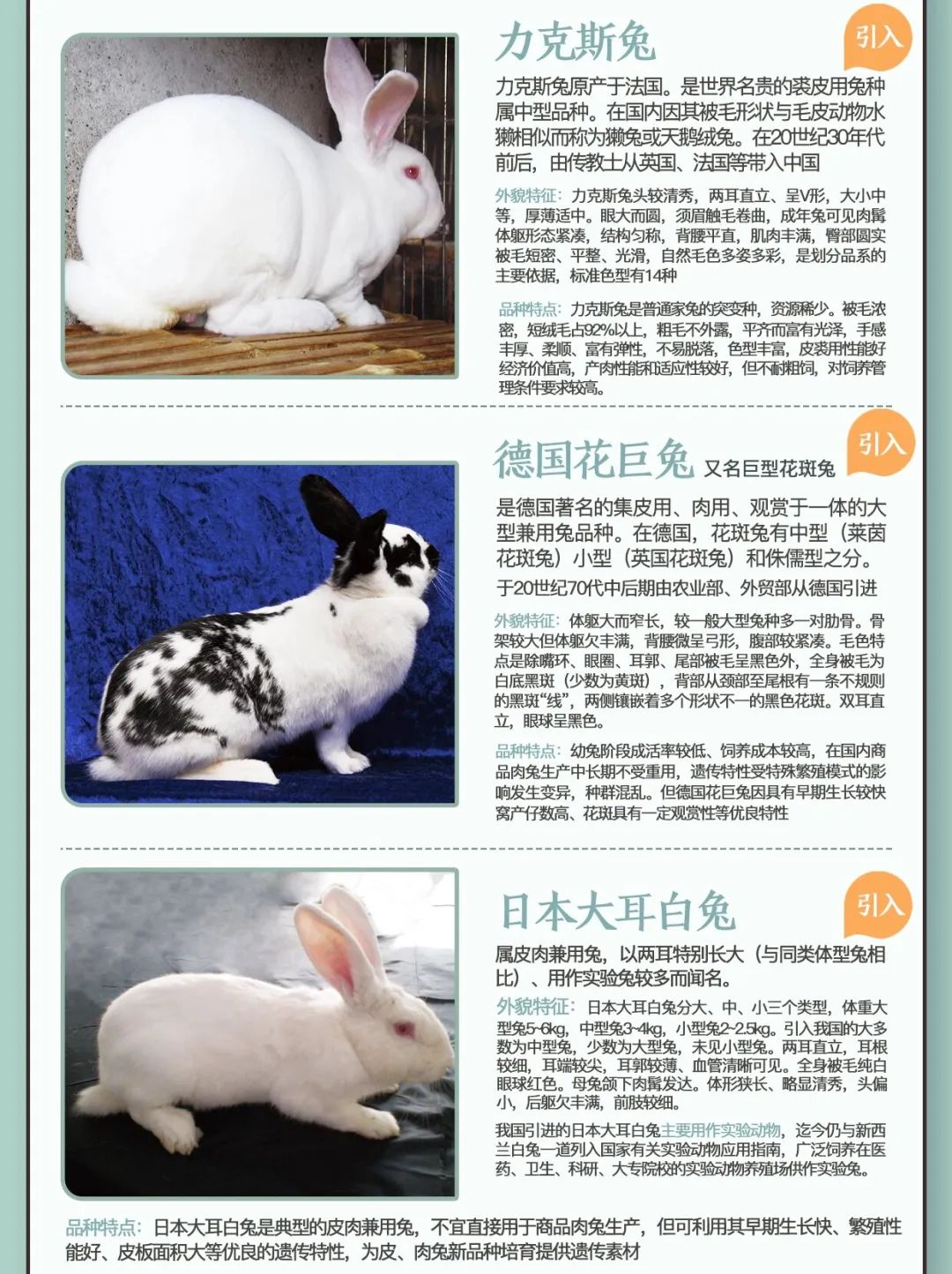 兔兔网兔兔网，探索兔兔世界的网络家园