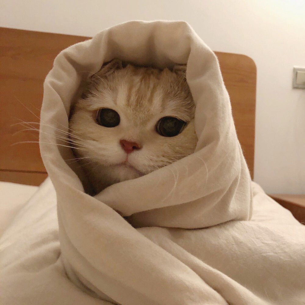 猫猫网名昵称猫猫网，宠物爱好者的乐园-第1张图片
