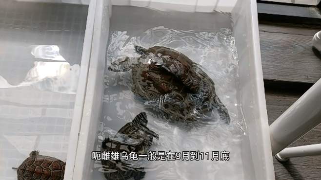 发情by雪梨小说笔趣阁免费阅读发情之谜-第2张图片