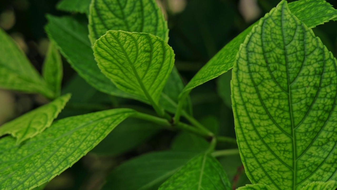 野花视频在线观看免费观看最新章节