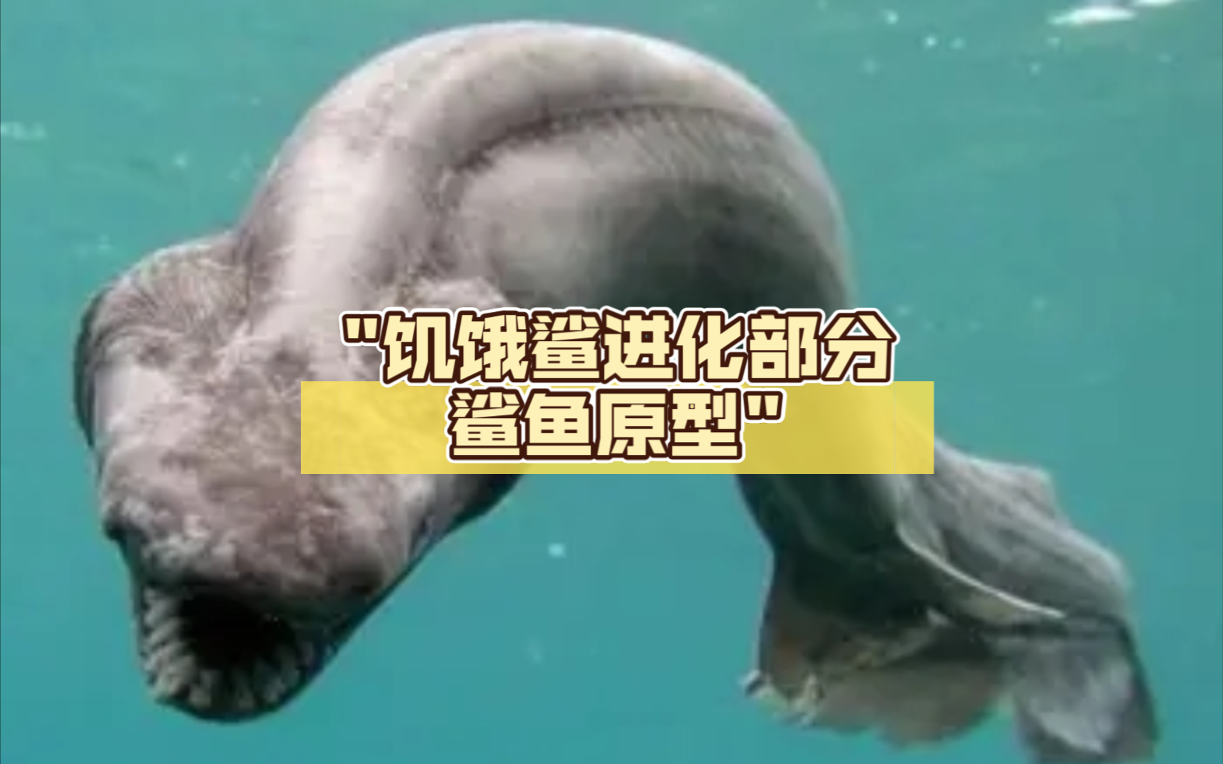 饥饿的鲨鱼3下载饥饿的鲨鱼3，海洋生态的挑战与生存之道-第1张图片