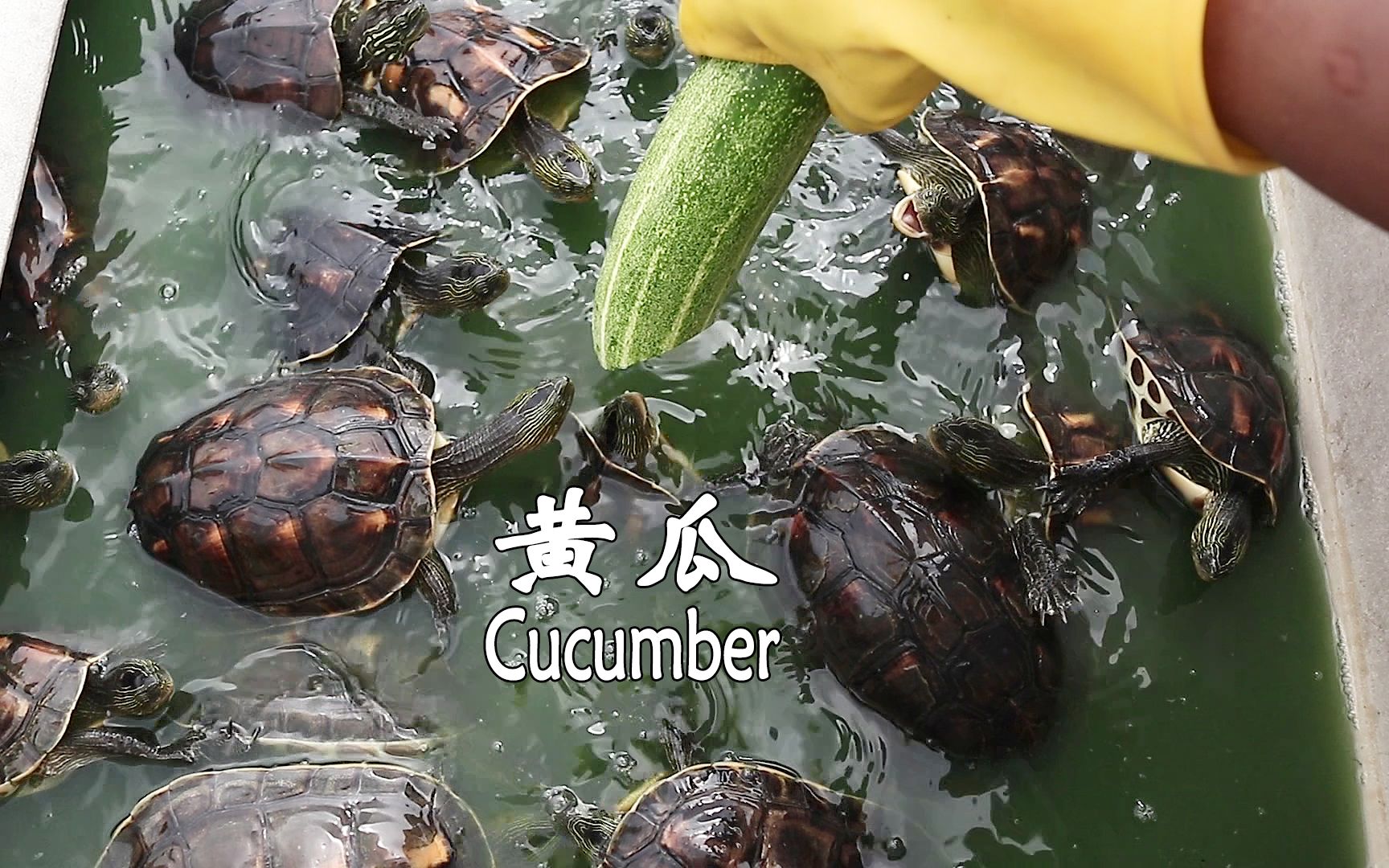 51CG1.吃瓜群众一区二区51CG一区二区吃瓜群众