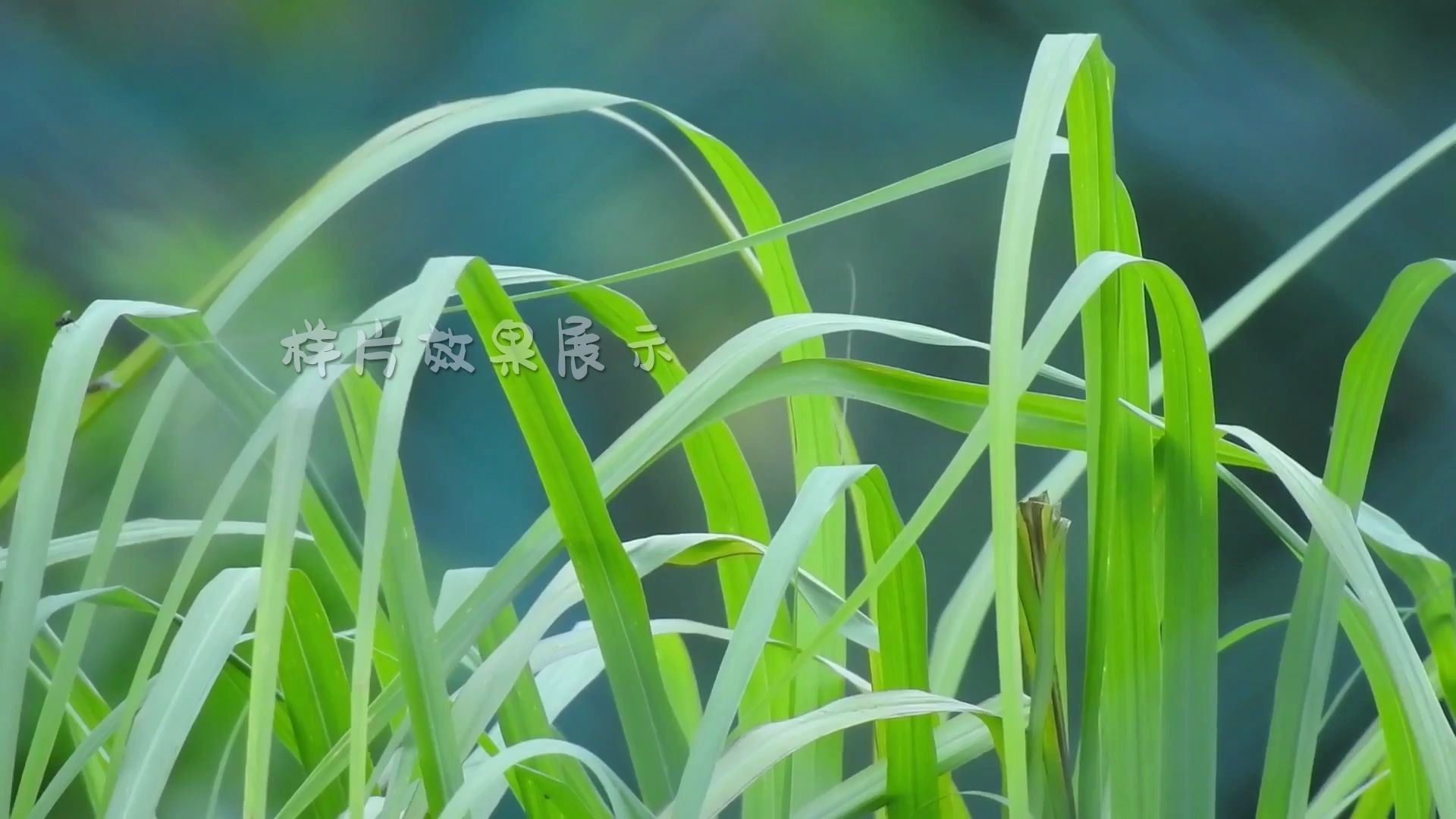 青青草在A线视-第3张图片