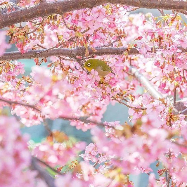 春暖花开哔哩哔哩性8se春暖花开旧版入口探索-第2张图片