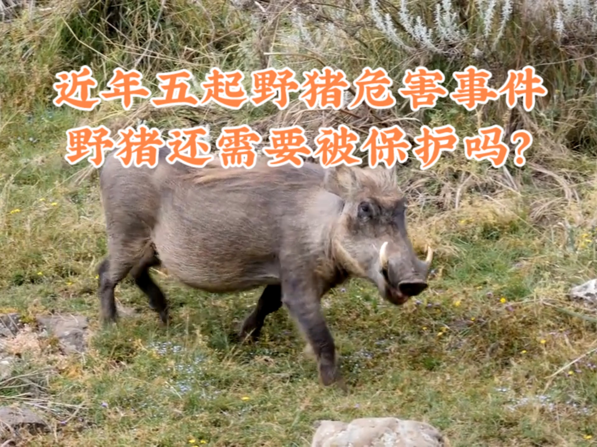 真野猪boss机制真野猪，神秘而危险的动物-第3张图片