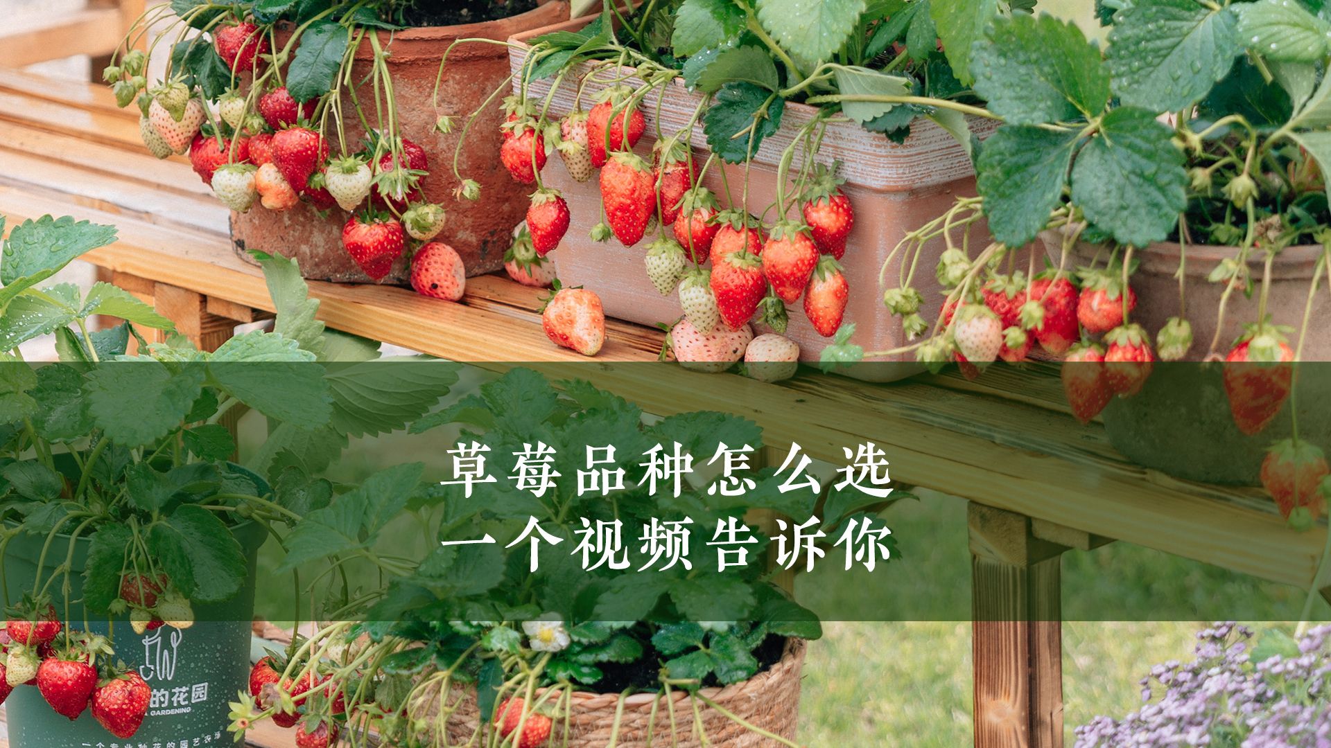 草莓视频在线观看18草莓视频在线观看体验-第1张图片