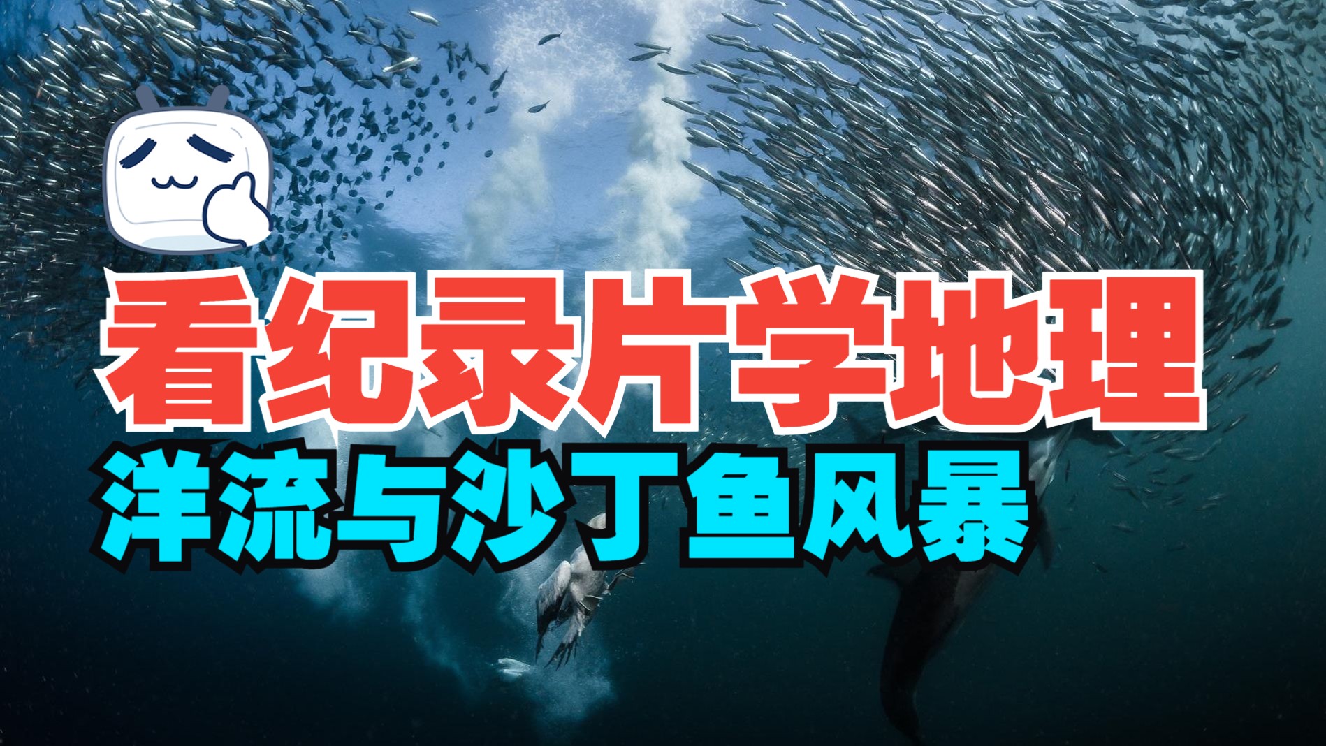 沙丁鱼之海，海洋中的生命奇迹-第2张图片
