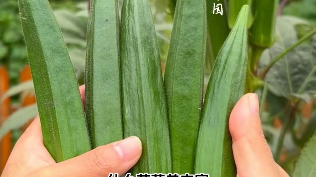 秋葵草莓丝瓜黄瓜榴莲大全秋葵草莓丝瓜黄瓜榴莲大观