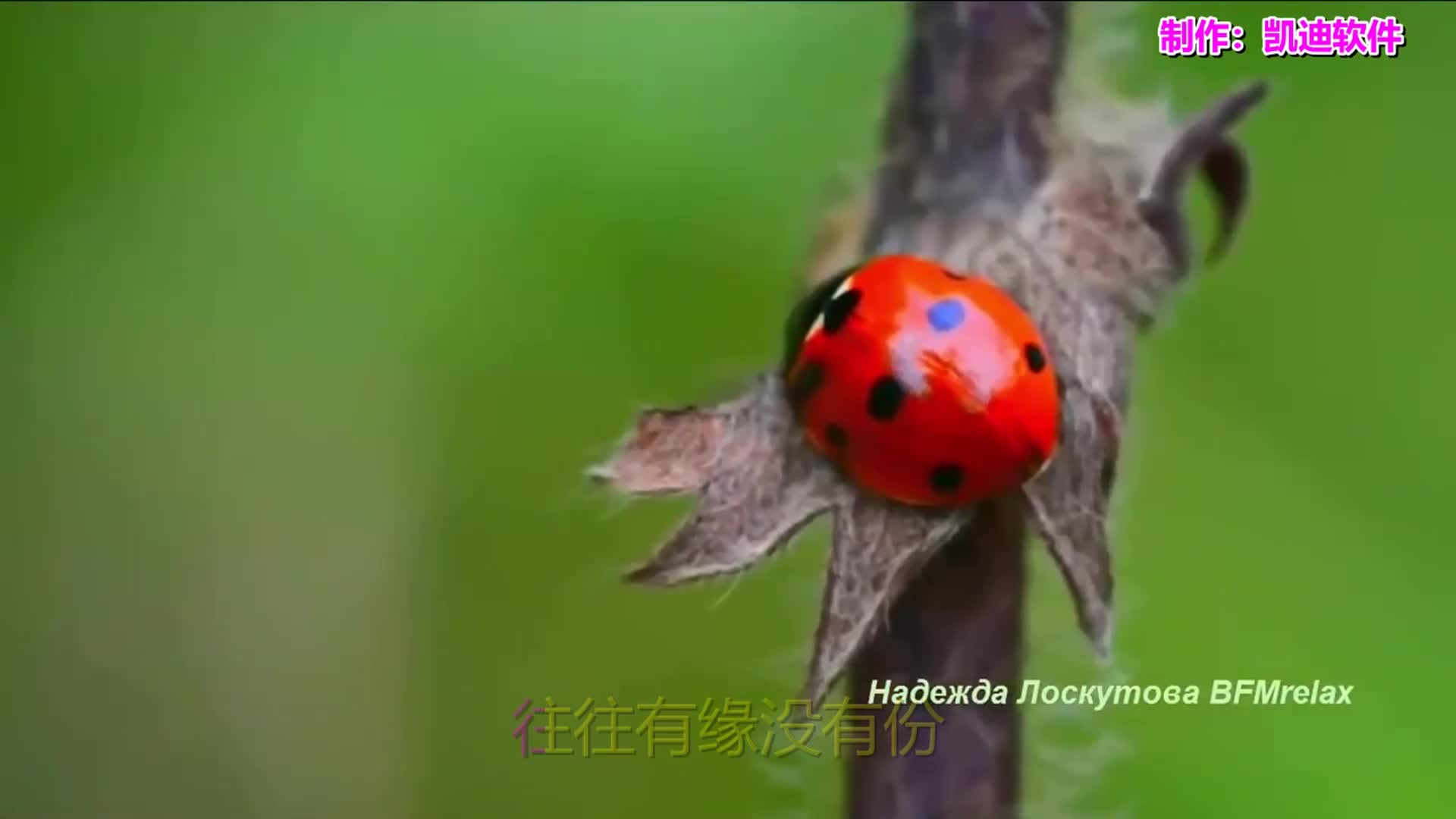 忘忧草视频在线观看体验
