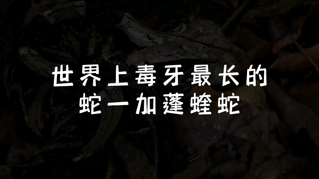 毒牙杀机毒牙杀机，暗藏的危险-第1张图片