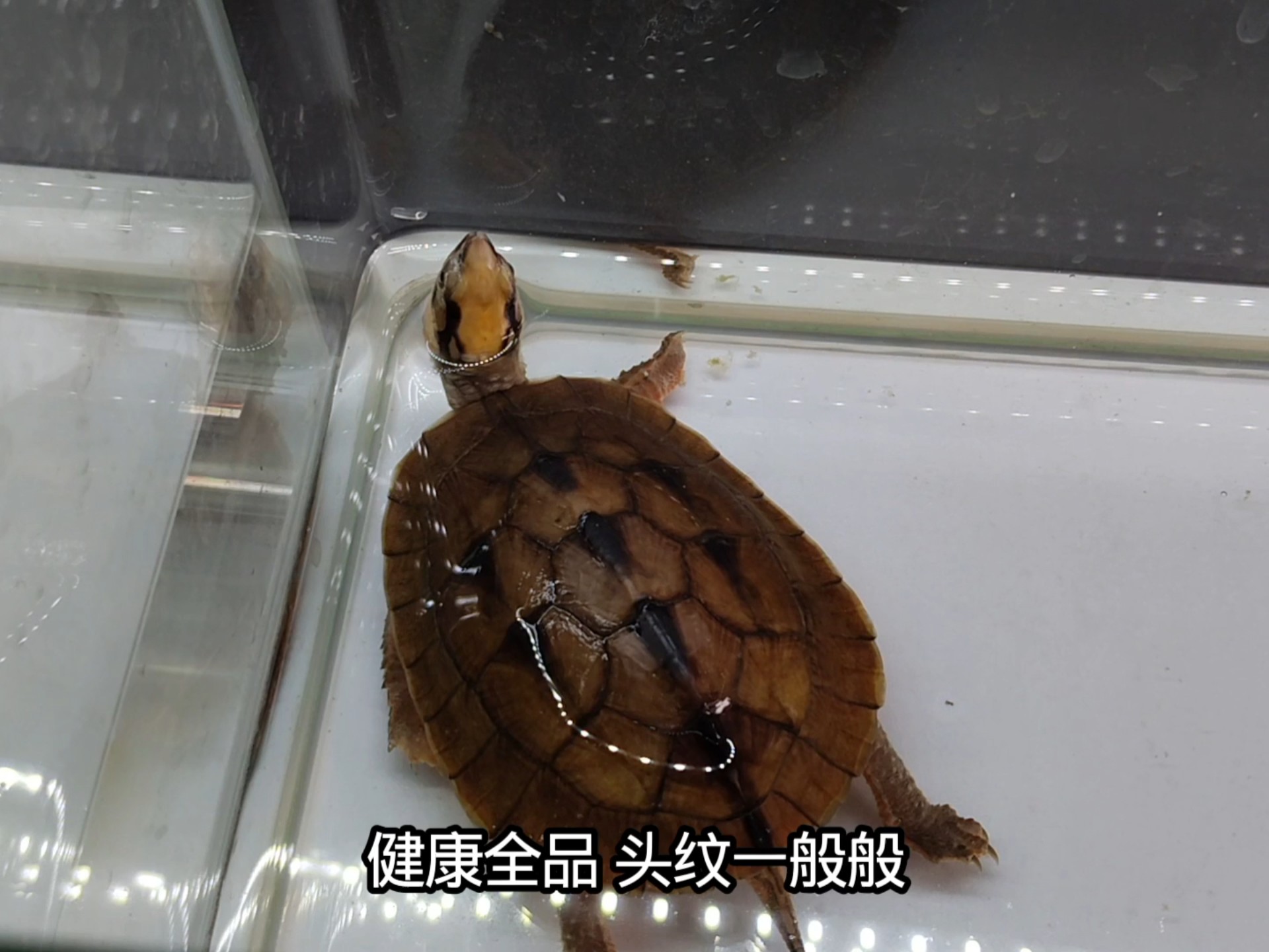 金钱龟最新价格金钱龟最新价格分析