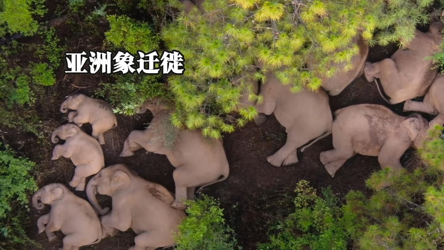 云南野生象群北迁象群北迁
