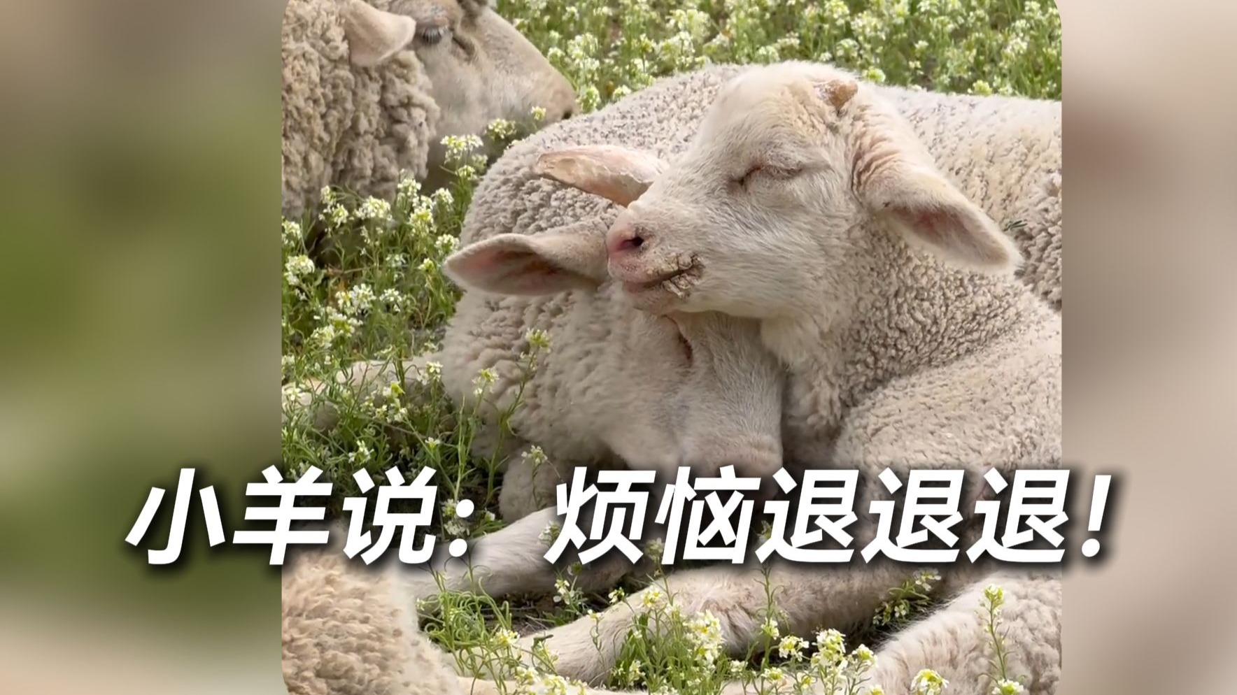 小羊没烦恼7分钟视频小羊没烦恼，7分钟视频解析-第2张图片