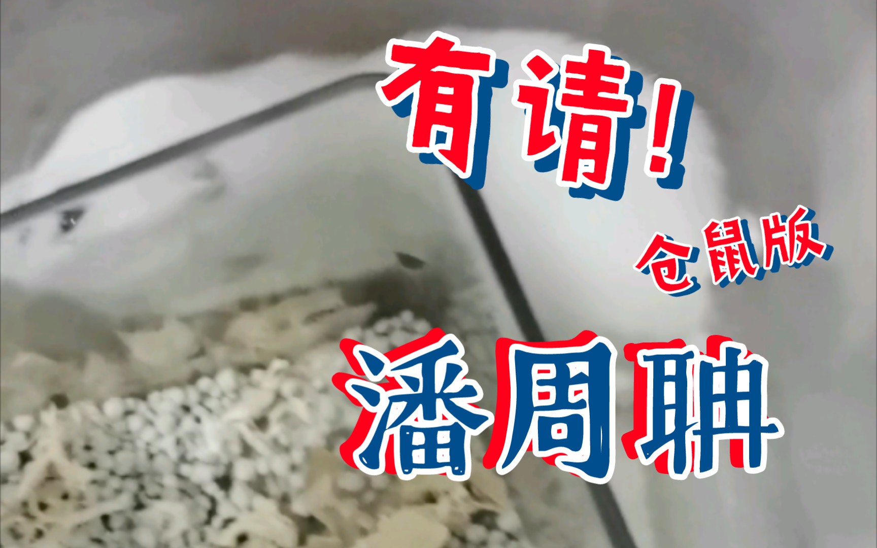 潘周诗朕潘周聃是什么梗