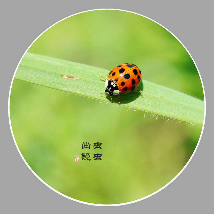 055055虫虫虫高手网虫虫高手论坛，探索网络社区的奇妙世界-第1张图片
