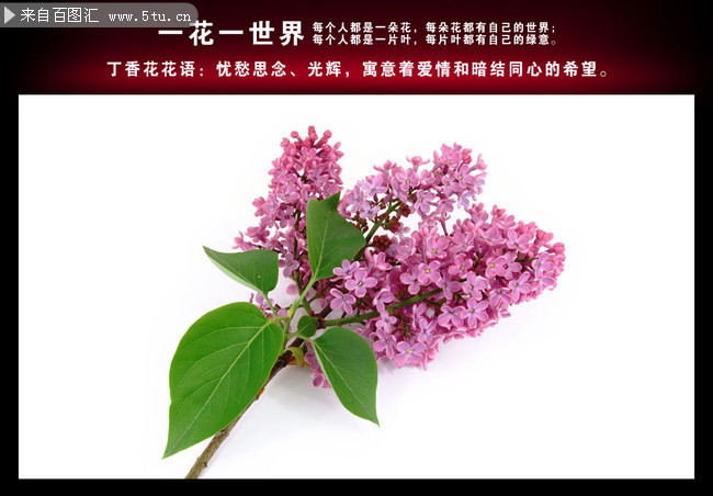 丁香花高清在线观看完整版电影小说丁香花高清在线观看完整版-第3张图片