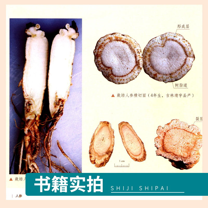 小草一二三四区乱码现象分析