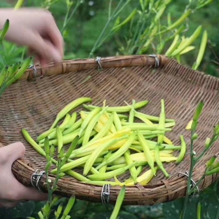忘忧草视频网忘忧草视频网，探索视频世界的奥秘
