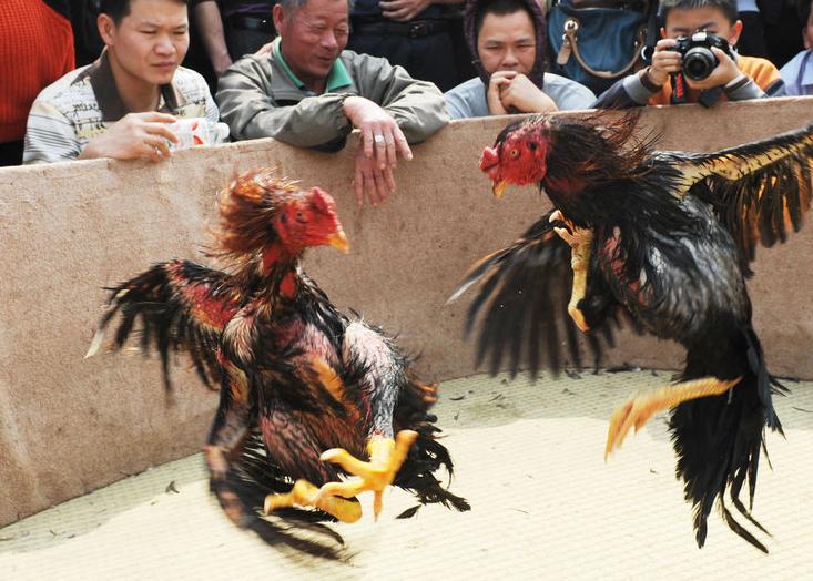 帝国军鸡帝国军鸡，荣耀与挑战并存-第3张图片