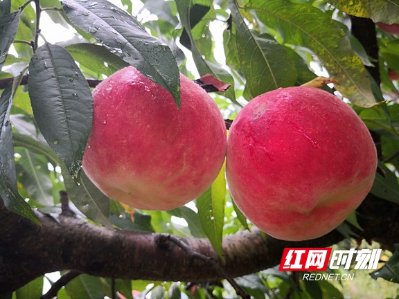 红桃视颏隐藏代码红桃视颏，神秘魅力与美丽象征-第3张图片